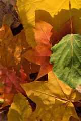 Different colored autumn leaves. Closeup. 