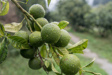 Particolare dell'albero di bergamotto con frutti bagnati dalla ruggiada