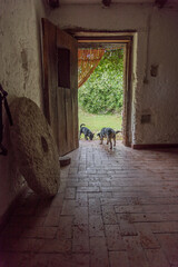 Interno di un vecchio mulino abbandonato con cane nell'ingresso