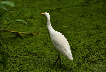 Ardea intermedia, The intermediate egret, median egret, smaller egret, or yellow billed egret is a medium sized heron. Ardea intermedia  plumifera Gould, or plumed egret is from eastern Indonesia.