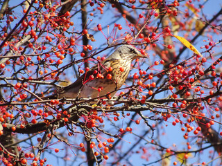 blackbird fieldberry among autumn decorative apples, selective focus