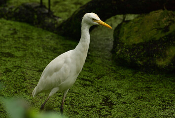Ardea intermedia, The intermediate egret, median egret, smaller egret, or yellow billed egret is a medium sized heron. Ardea intermedia  plumifera Gould, or plumed egret is from eastern Indonesia.