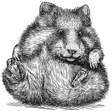 black and white engrave isolated hamster illustration