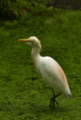 Fototapeta premium Ardea intermedia, The intermediate egret, median egret, smaller egret, or yellow billed egret is a medium sized heron. Ardea intermedia plumifera Gould, or plumed egret is from eastern Indonesia.