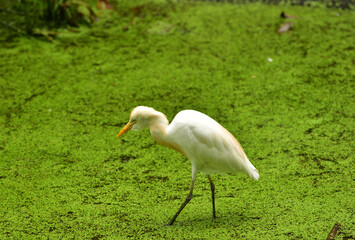Ardea intermedia, The intermediate egret, median egret, smaller egret, or yellow billed egret is a medium sized heron. Ardea intermedia  plumifera Gould, or plumed egret is from eastern Indonesia.