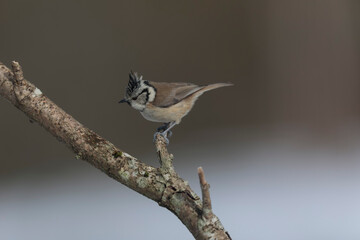 European crested tit Lophophanes cristatus in close view perched
