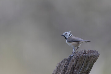 European crested tit Lophophanes cristatus in close view perched