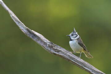European crested tit Lophophanes cristatus in close view perched