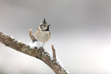 European crested tit Lophophanes cristatus in close view perched