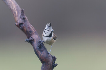 European crested tit Lophophanes cristatus in close view perched