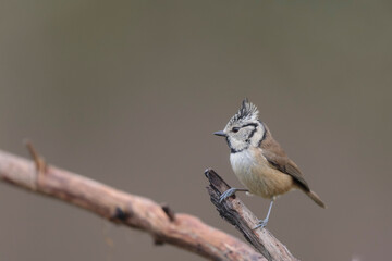 European crested tit Lophophanes cristatus in close view perched