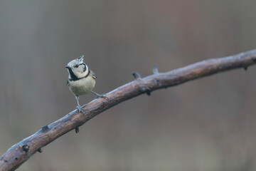 European crested tit Lophophanes cristatus in close view perched