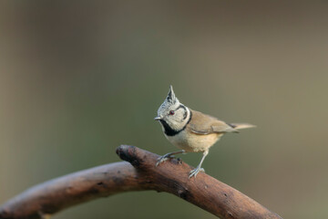 European crested tit Lophophanes cristatus in close view perched