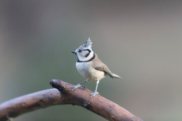 European crested tit Lophophanes cristatus in close view perched