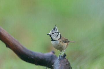 European crested tit Lophophanes cristatus in close view perched