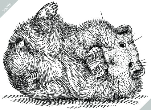 black and white engrave isolated hamster illustration