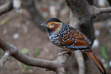 Spotted Laughingthrush on tree branch closeup, Lanthocincla ocellata, Nepal