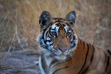 Fototapeta na wymiar Royal Bengal Tiger closeup of face, Panthera tigris, Panna Tiger Reserve, Madhya Pradesh, India