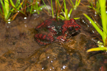 Red color Cricket Frog in stream, Fejervarya sp., Goa, India
