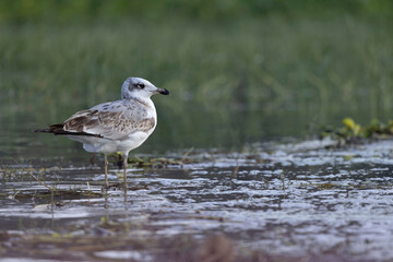 Pallas gull closeup shot, Ichthyaetus ichthyaetus, Bhigwan, Maharashtra, India