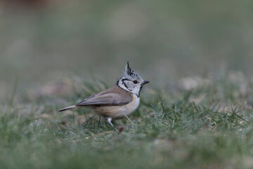 European crested tit Lophophanes cristatus in close view perched