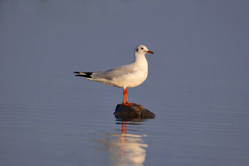 Blackeaded Gull on rock, Chroicocephalus ridibundus, Bhigwan, Maharashtra, India