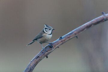 European crested tit Lophophanes cristatus in close view perched