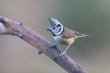European crested tit Lophophanes cristatus in close view perched