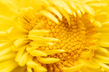 close up of yellow flower