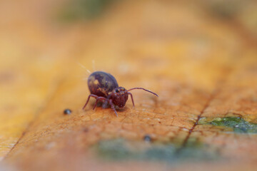 Globular springtail Dicyrtomina ornata or fusca in very close view