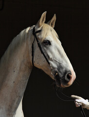 Andalusian horse portrait against dark stable background