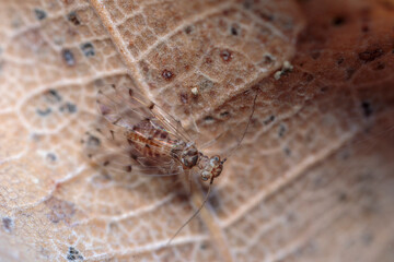 Globular springtail Dicyrtomina ornata or fusca in very close view