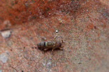 Globular springtail Dicyrtomina ornata or fusca in very close view