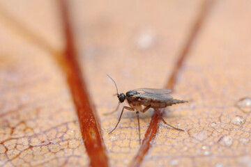 Globular springtail Dicyrtomina ornata or fusca in very close view