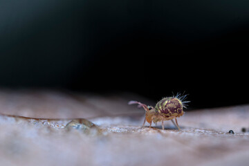 Globular springtail Dicyrtomina ornata or fusca in very close view