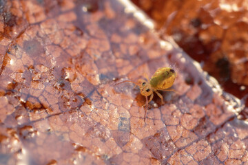 Globular springtail Dicyrtomina ornata or fusca in very close view