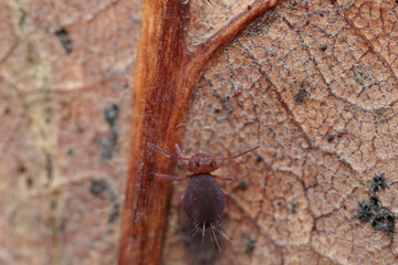 Globular springtail Dicyrtomina ornata or fusca in very close view
