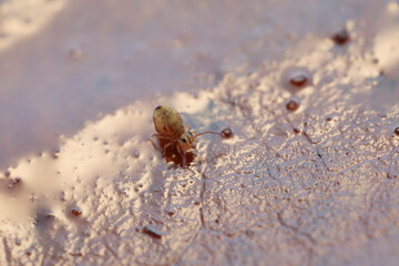 Globular springtail Dicyrtomina ornata or fusca in very close view