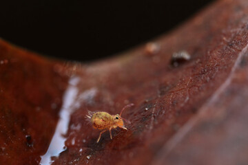 Globular springtail Dicyrtomina ornata or fusca in very close view