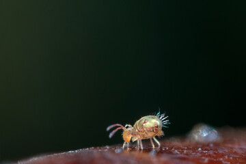 Globular springtail Dicyrtomina ornata or fusca in very close view