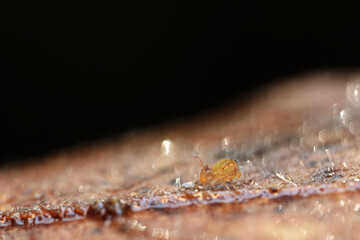 Globular springtail Dicyrtomina ornata or fusca in very close view