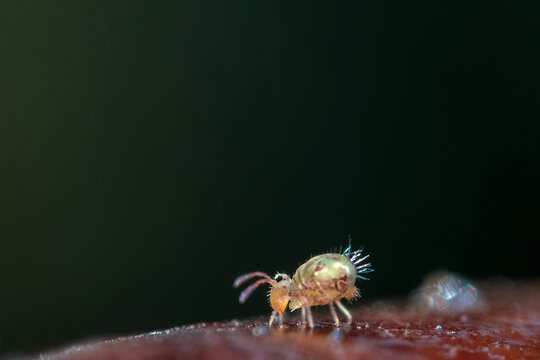 Globular springtail Dicyrtomina ornata or fusca in very close view