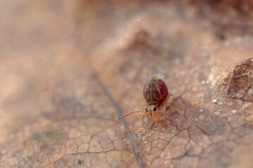 Globular springtail Dicyrtomina ornata or fusca in very close view
