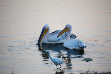 pelican on the beach