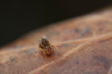 Globular springtail Dicyrtomina ornata or fusca in very close view