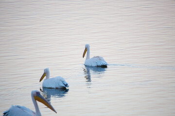 pelican on the pier