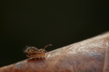 Globular springtail Dicyrtomina ornata or fusca in very close view