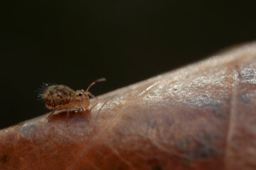 Globular springtail Dicyrtomina ornata or fusca in very close view