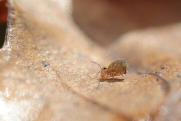 Globular springtail Dicyrtomina ornata or fusca in very close view