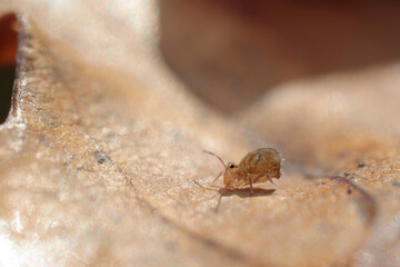 Globular springtail Dicyrtomina ornata or fusca in very close view